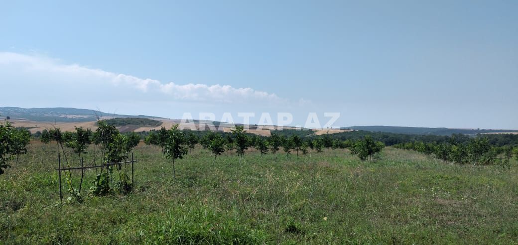 Fındıq və Badam bağları satılır