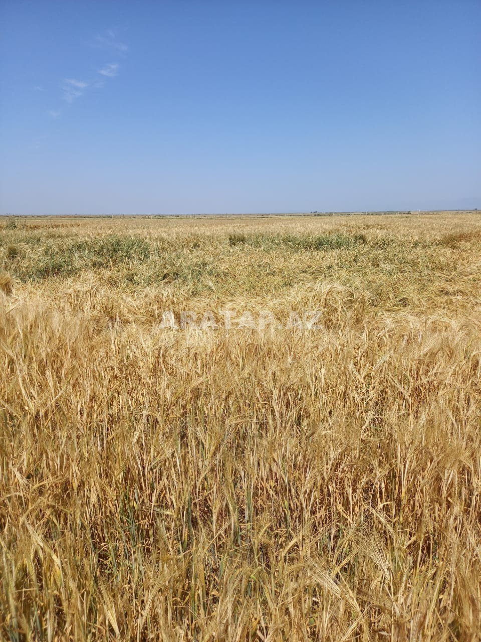 200 ha ərazi satılır