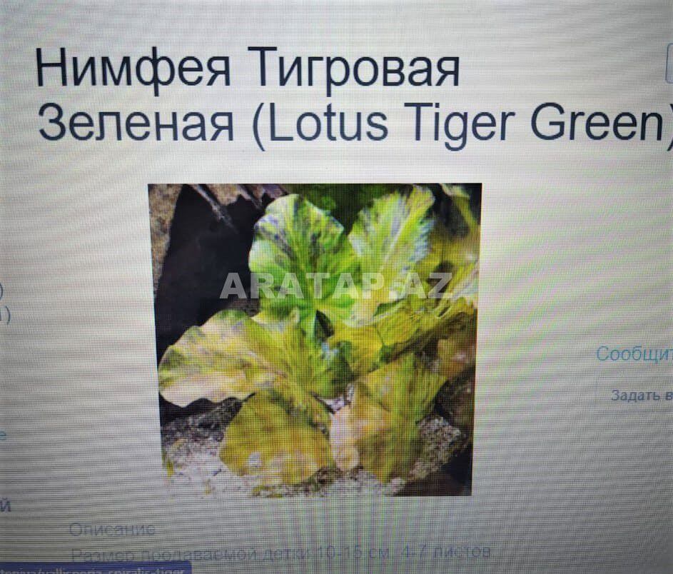 Нимфея Тигровая Зеленая.