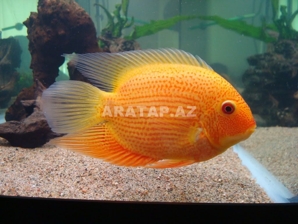 Severum 7 AZN