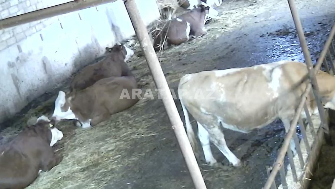 Ferma satılır
