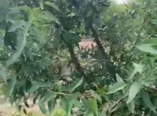 4 sot Çíxaríşlí yer satílír