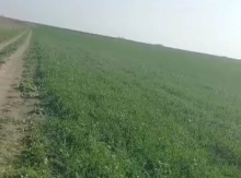 200 hektar ərazi satílír