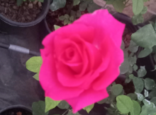 Qızıl güllər satışı