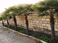 Palma ağaclari satilir ucuz qiymətə