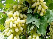 Üzüm tingləri dipçəkli satılır
