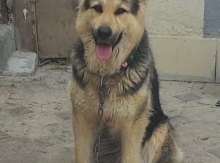   Avçarka