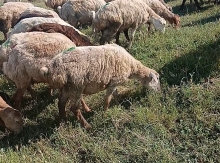 Heyvanlar satılır