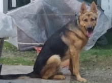 Avçarka