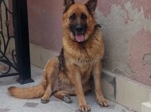 Alman Avçarkasi