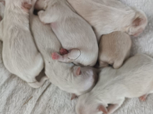  Pekines