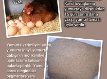 Yumurtlama yemi