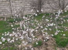 12 sot torpaq sahəsi, Oguz rayon Bas Dasagil kendi.