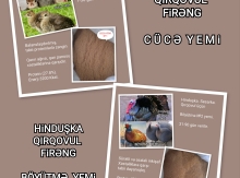 Hinduşka yemi