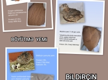 Bildirçin yemi