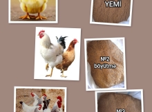 Cücə və toyuq yemi