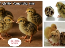 Bildirçin cücələri