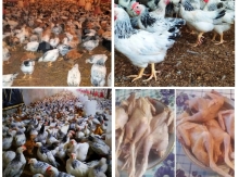 Serebrist Çolpalar. Ətlik & Yumurtalıq cins. 45+ günlük. Diri çəkisi 650+ qram. 2 ayadək vitaminləri